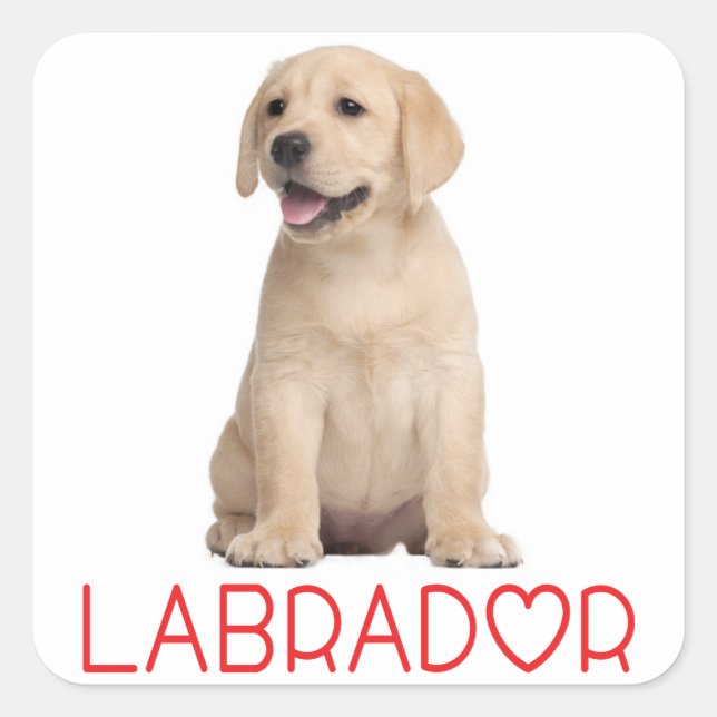 Adesivo Quadrado Love Yellow Labrador Retriever Puppy Dog Stickers (Frente)