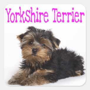 Adesivo Quadrado Love Yorkshire Terrier Puppy Dog Sticker / Seals
