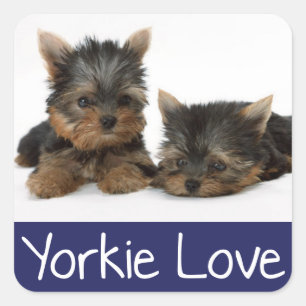 Adesivo Quadrado Love Yorkshire Terrier Puppy Dog Sticker / Seals