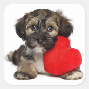 Adesivo Quadrado Lover Namorados Havanese Puppy Dog