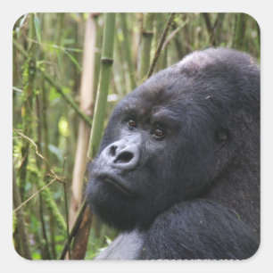 Adesivo Quadrado Lowland Gorilla Stickers