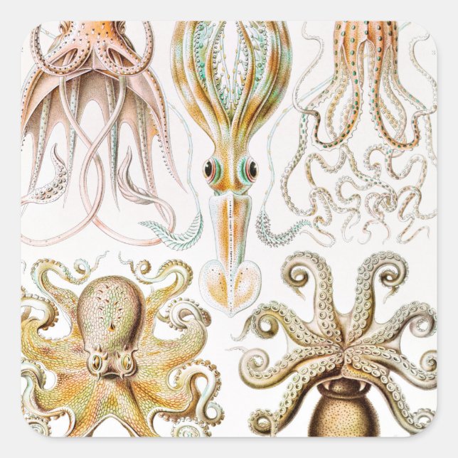 Adesivo Quadrado Lula de Octopus, Gamochonia por Ernst Haeckel (Frente)