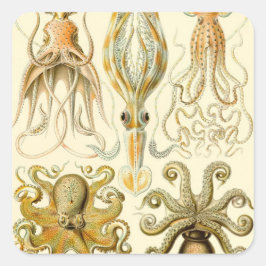 Adesivo Quadrado Lula polvo-gigante Gamochonia por Ernst Haeckel vi