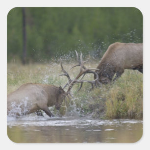 Adesivo Quadrado Luta de touros dos alces, Yellowstone NP, Wyoming