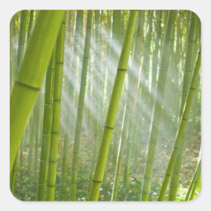 Adesivo Quadrado Luz da manhã filtrando através do bambu