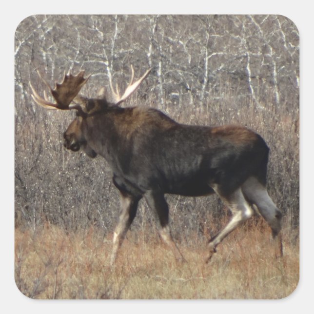 Adesivo Quadrado M8 Bull Moose (Frente)