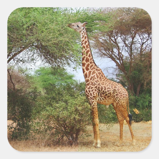 Adesivo Quadrado Maasai Giraffe Sticker (Frente)