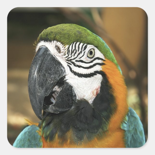 Adesivo Quadrado Maca azul e amarela da Amazônia (Frente)