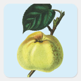 Adesivo Quadrado maçã verde sobre uma ilustração botânica da fruta 