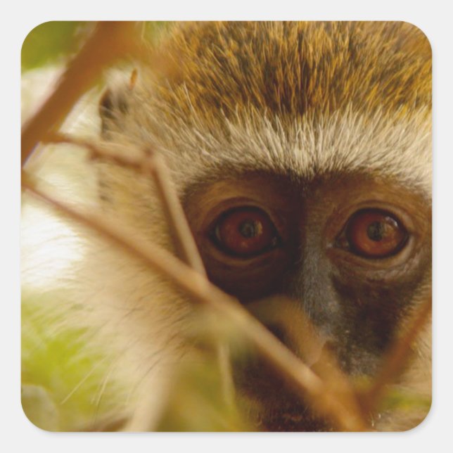 Adesivo Quadrado Macaco Cheeky. (Frente)