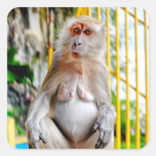 Adesivo Quadrado Macaco-cinzento