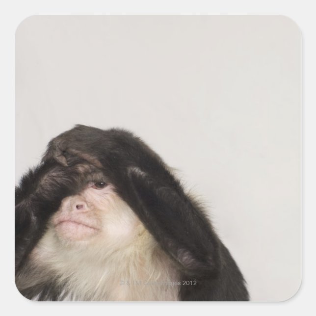 Adesivo Quadrado Macaco cobrindo os olhos (Frente)