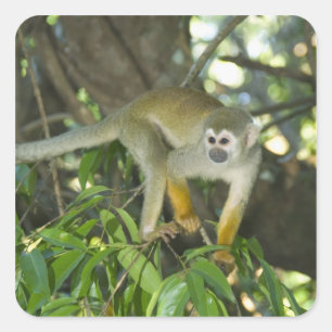 Adesivo Quadrado Macaco-de-cheiro-comum, (Saimiri sciureus), Rio