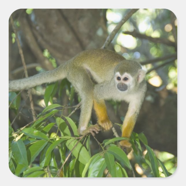 Adesivo Quadrado Macaco-de-cheiro-comum, (Saimiri sciureus), Rio (Frente)