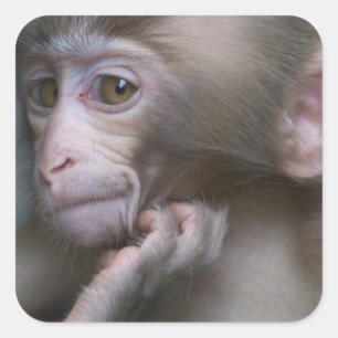 Adesivo Quadrado Macaco do bebê