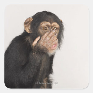 Adesivo Quadrado Macaco que fricciona sua cara