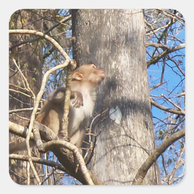 Adesivo Quadrado macaco rhesus olhando (Frente)