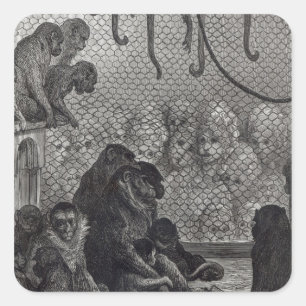 Adesivo Quadrado Macacos de London