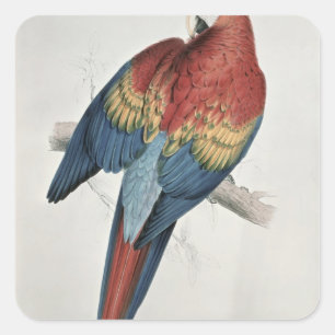 Adesivo Quadrado Macaw vermelho e amarelo