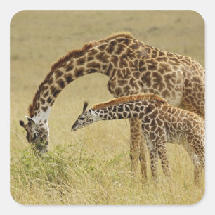 Adesivo Quadrado Mãe e bebê Girafa Masai, Giraffa