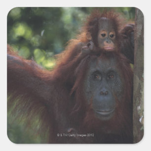 Adesivo Quadrado Mãe Orangutã com bebê
