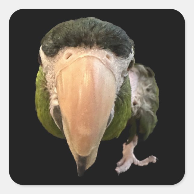 Adesivo Quadrado magia macaquinhos (Frente)