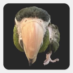 Adesivo Quadrado magia macaquinhos