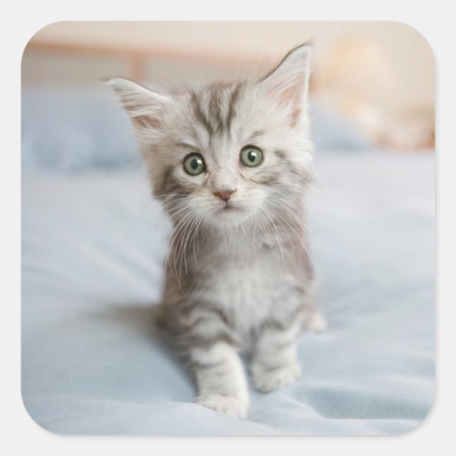Adesivo Quadrado Maine Coon Kitten (Frente)