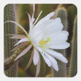 Adesivo Quadrado Maio no jardim