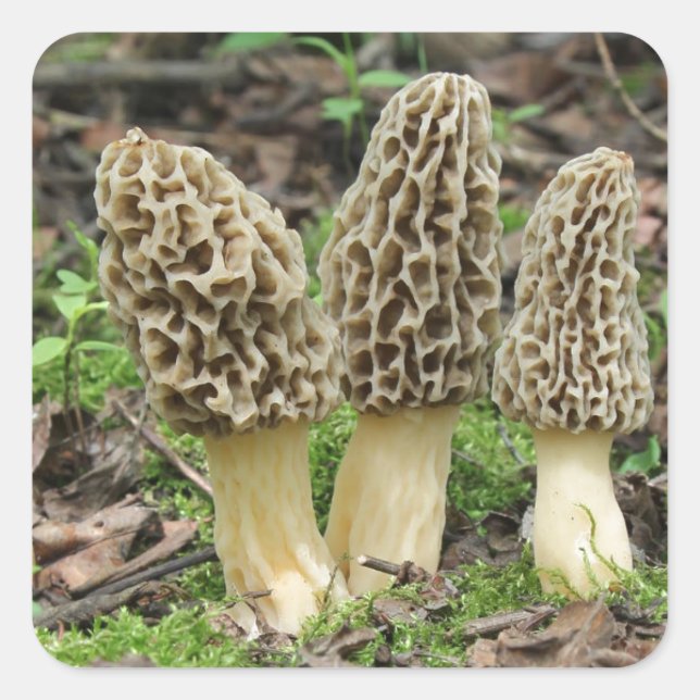 Adesivo Quadrado Mais Morels (Frente)