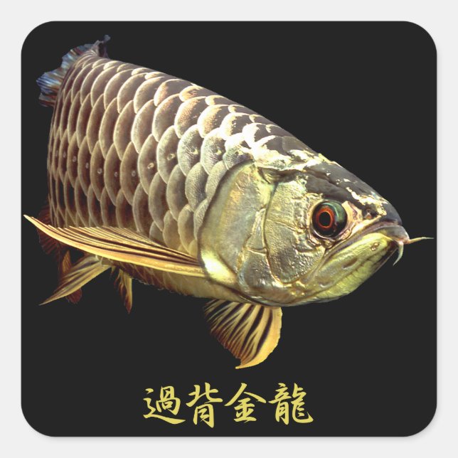 Adesivo Quadrado Malaysian Golden Arowana (Frente)
