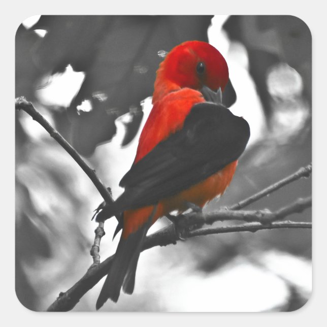 Adesivo Quadrado Male Scarlet Tanager (Frente)
