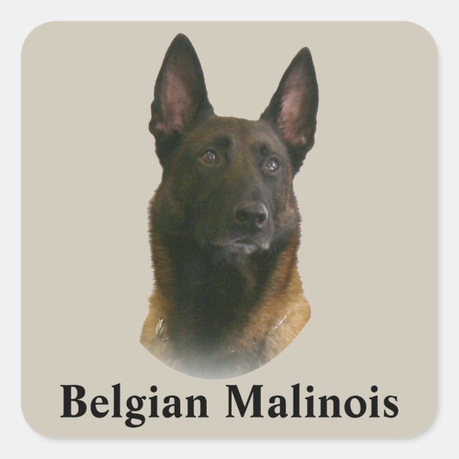 Adesivo Quadrado malinois belgas (Frente)