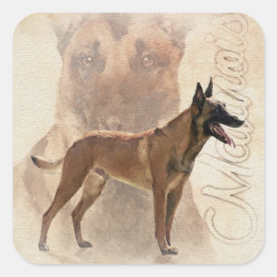 Adesivo Quadrado Malinois - pastor belga - Mechelaar