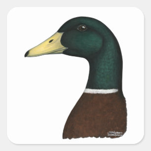 Adesivo Quadrado Mallard Drake Head