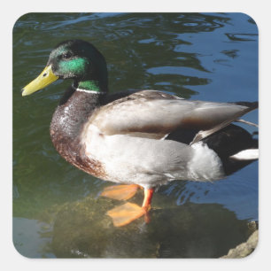 Adesivo Quadrado Mallard Duck