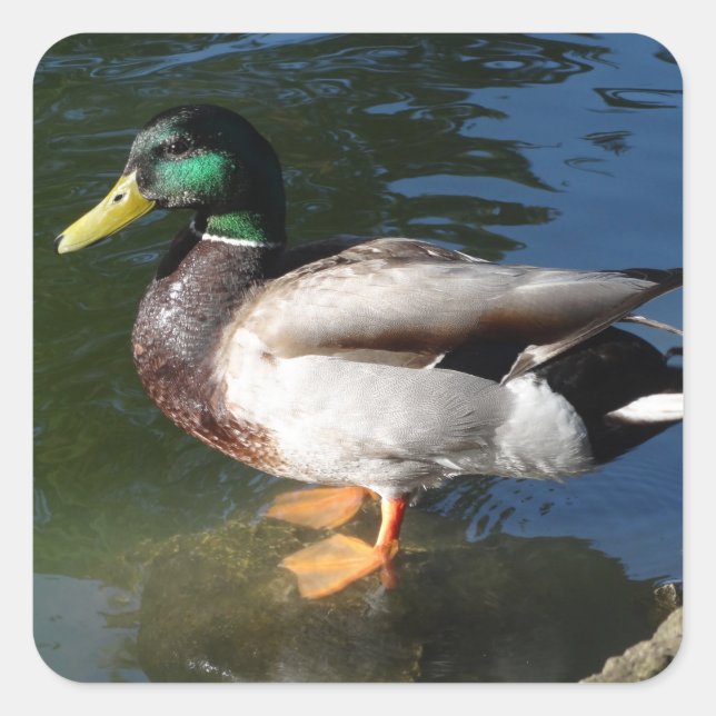 Adesivo Quadrado Mallard Duck (Frente)