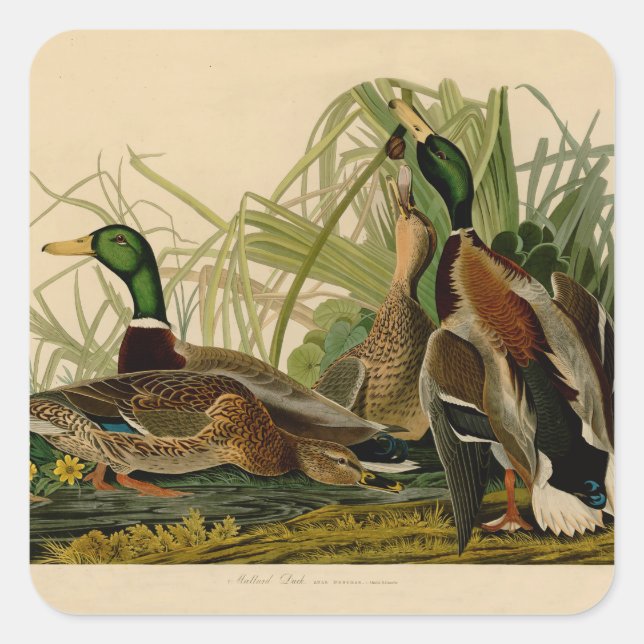 Adesivo Quadrado Mallard Duck - Pincel de Ave Audubon (Frente)