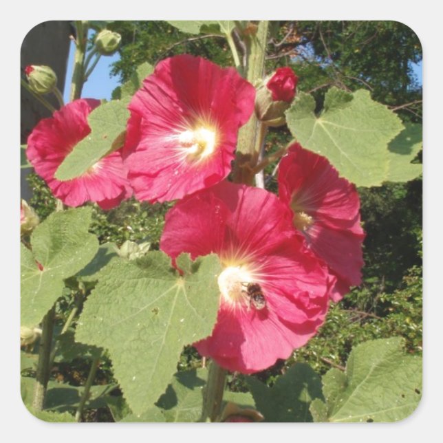 Adesivo Quadrado Malvarisas Rosa (Frente)