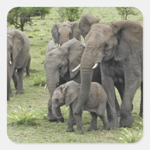 Adesivo Quadrado manada de elefantes africanos, Loxodonta africana,