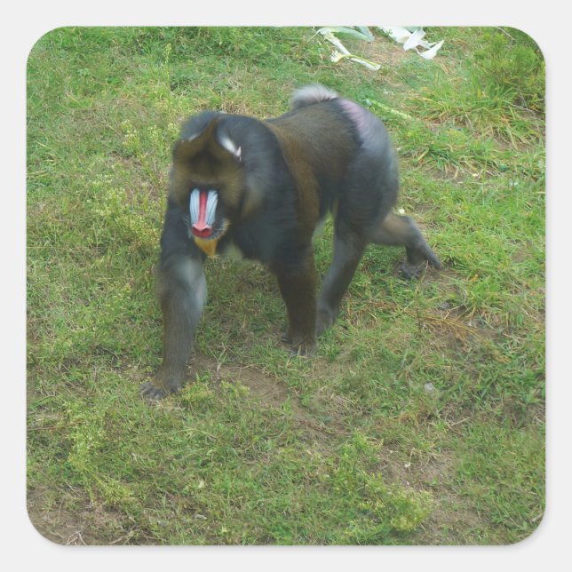 Adesivo Quadrado Mandrill #5 (Frente)