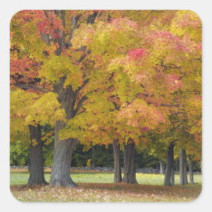 Adesivo Quadrado Mapeadores em cores do outono, perto de Concord,