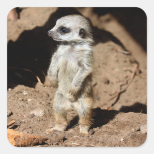 Adesivo Quadrado Maravilhoso e doce animal africano Meerkat