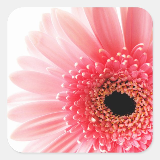 Adesivo Quadrado Margarida Gerbera   (Frente)