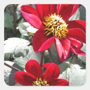 Adesivo Quadrado margarida rosa-vermelha / flores das margaridas