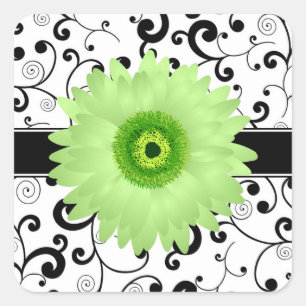 Adesivo Quadrado Margarida verde do Gerbera com selo preto do
