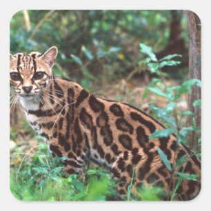 Adesivo Quadrado Margay, wiedi de Leopardus, nativo a México em