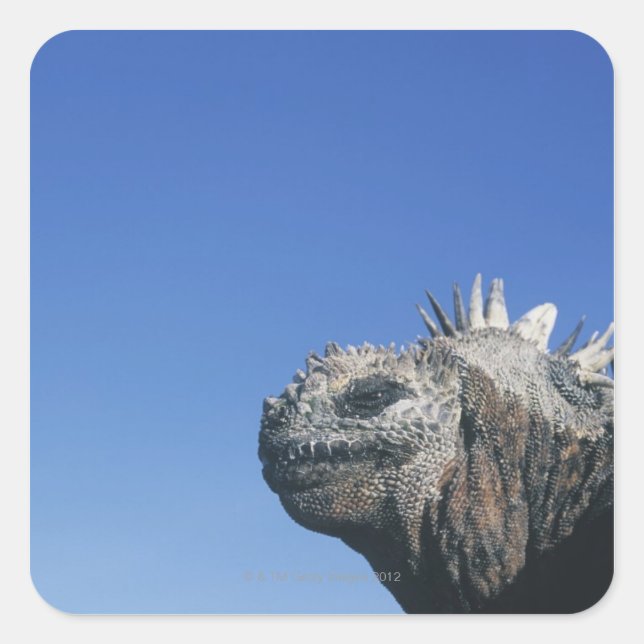 Adesivo Quadrado Marine Iguana (Frente)