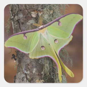 Adesivo Quadrado Mariposa seda Luna