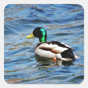 Adesivo Quadrado Marllad